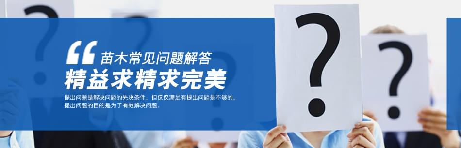 紫丁香树批发基地？采购绿化苗木看这里