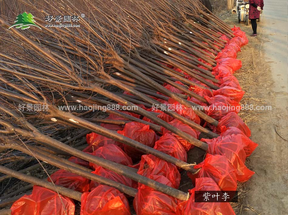 紫叶李基地装车图