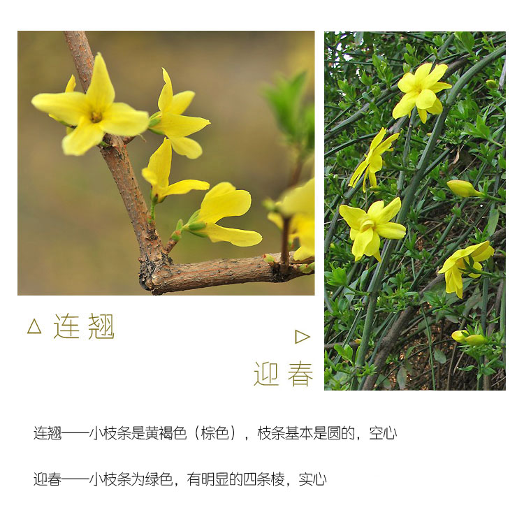 连翘和迎春花区别 (1)