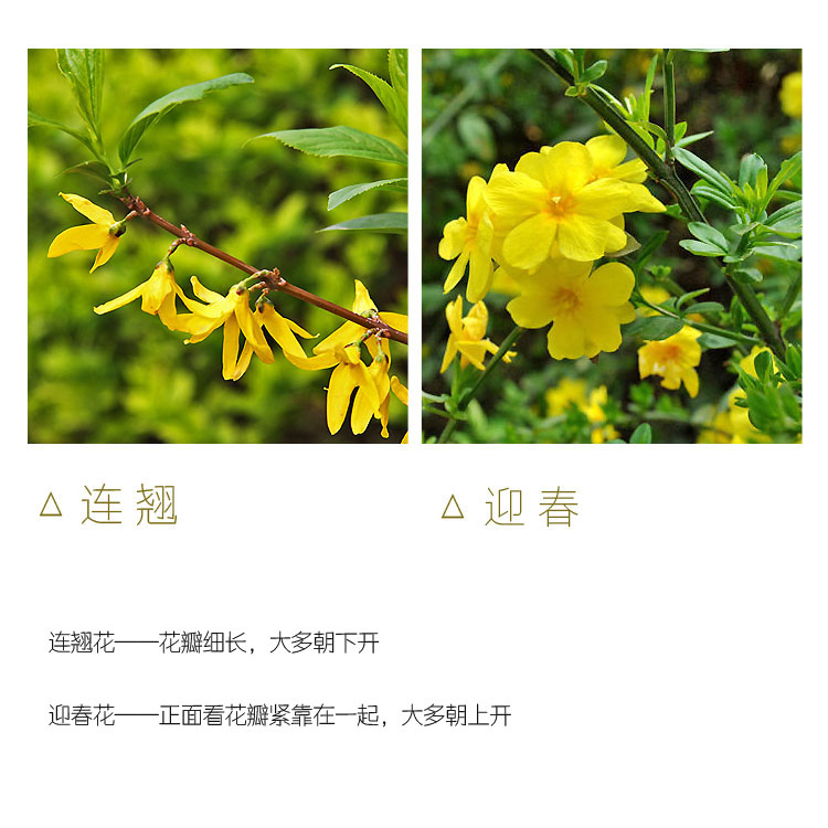 连翘和迎春花区别 (3)