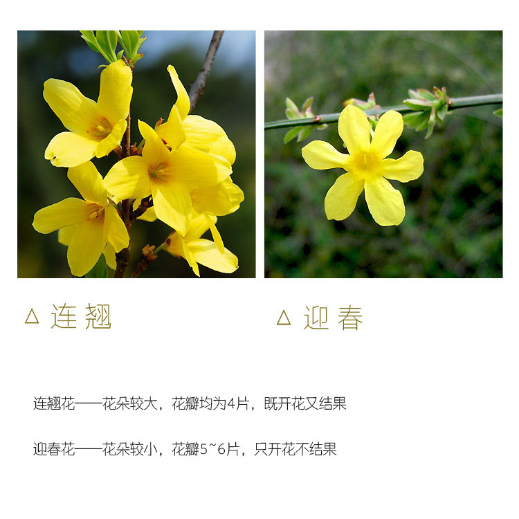 连翘和迎春花区别 (4)