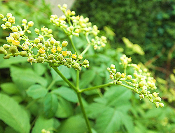 爬山虎会开花吗？开什么颜色的花？ (1)