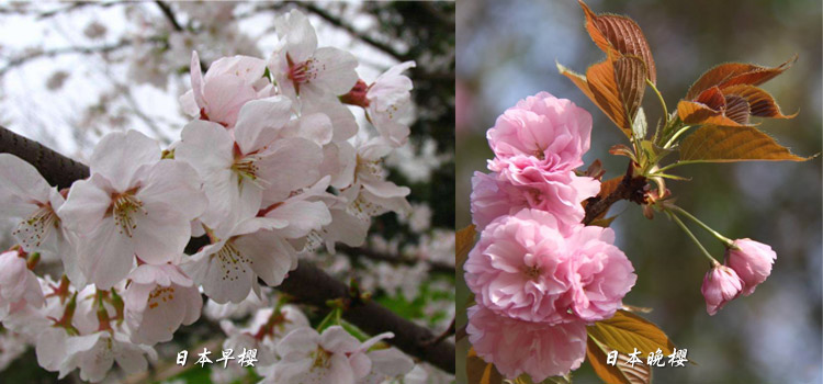 日本晚樱和早樱有区别吗？要怎么区分呢？