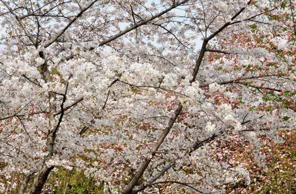 日本早樱花