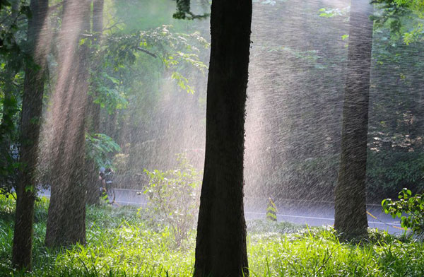 夏日炎炎，树木如何安全度过酷暑？
