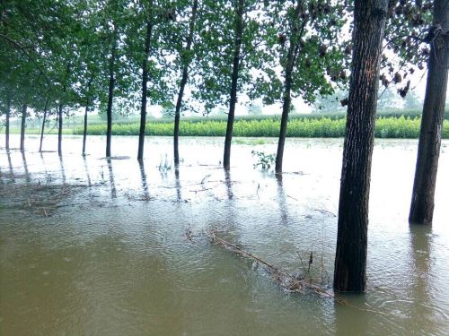 夏季多雨，如何“挽救”受涝树木？