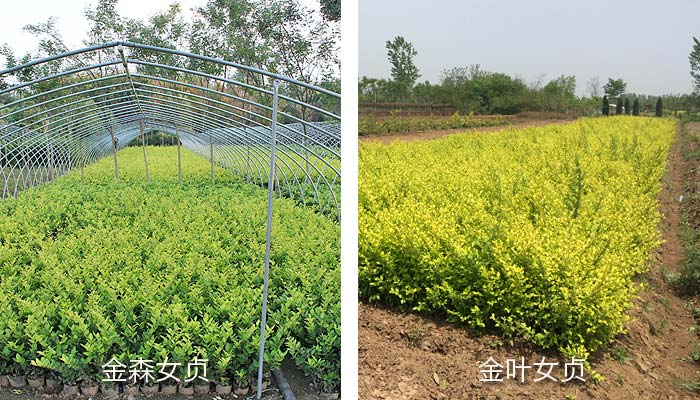 金森女贞和金叶女贞区别 金森女贞和金叶女贞区别