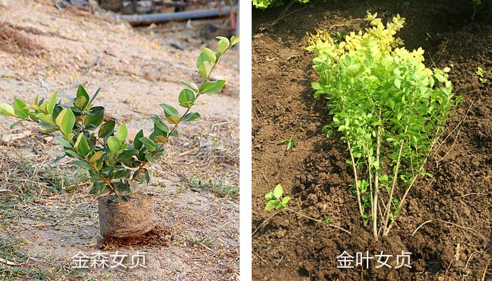 金森女贞和金叶女贞区别