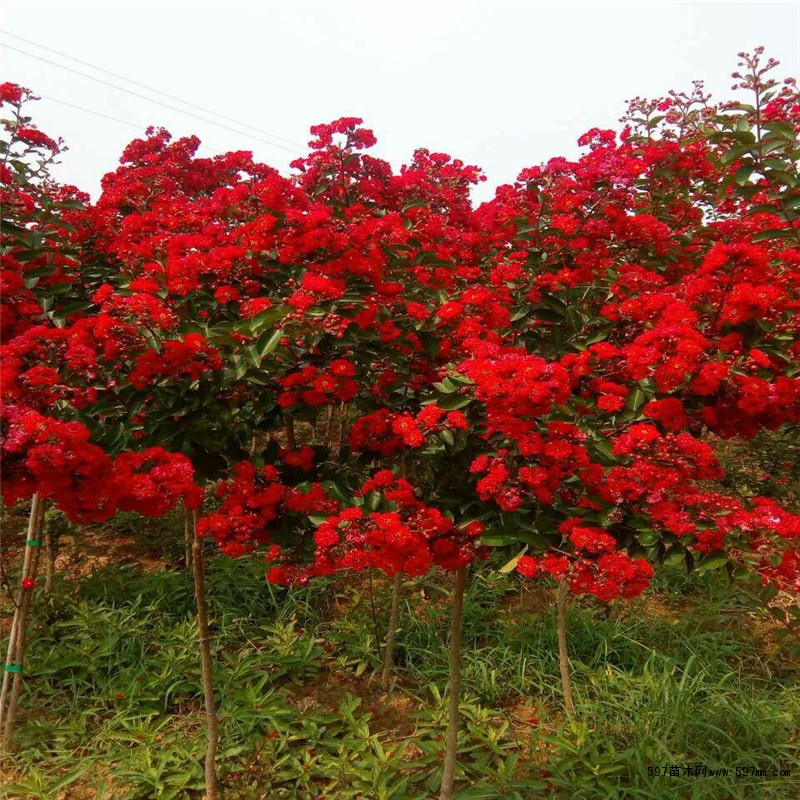 红花紫薇