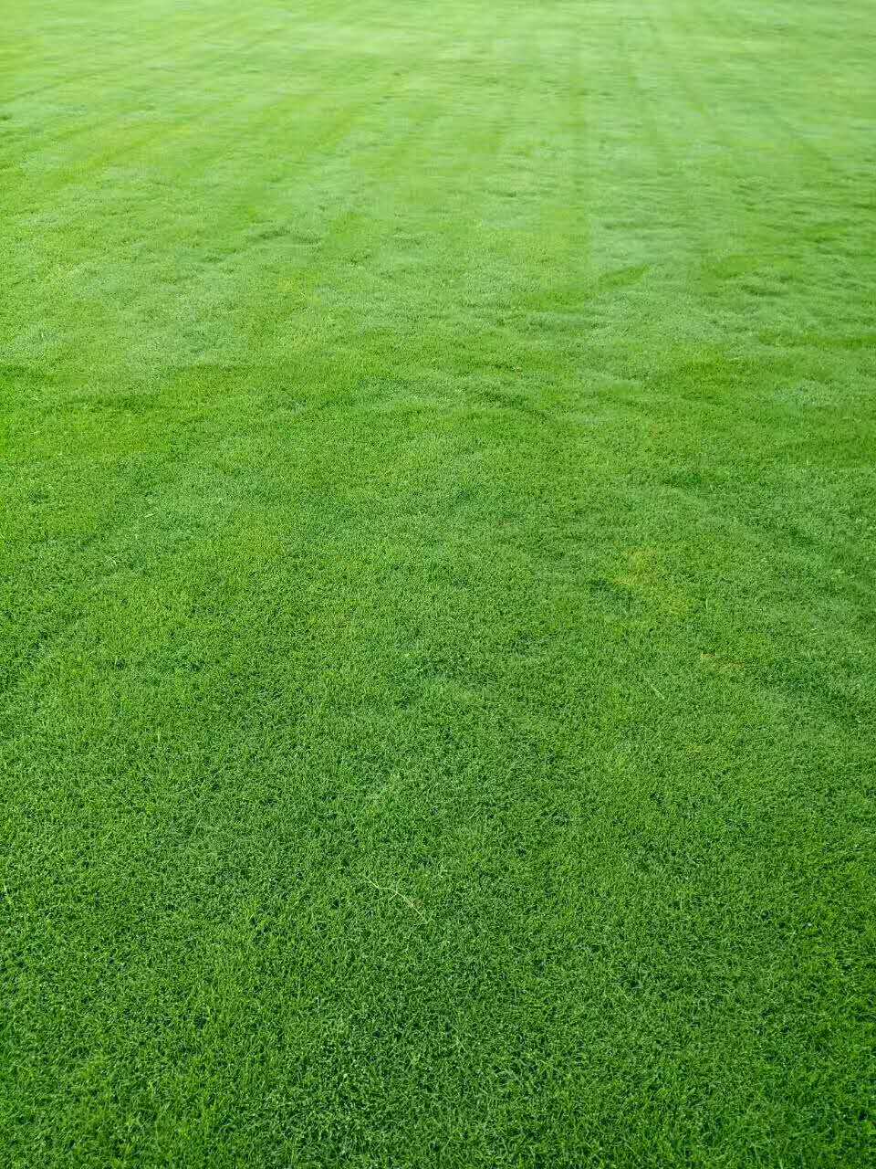 马尼拉草坪