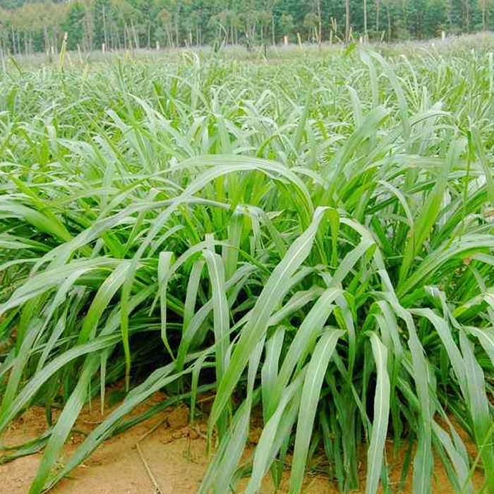 黑麦草草坪