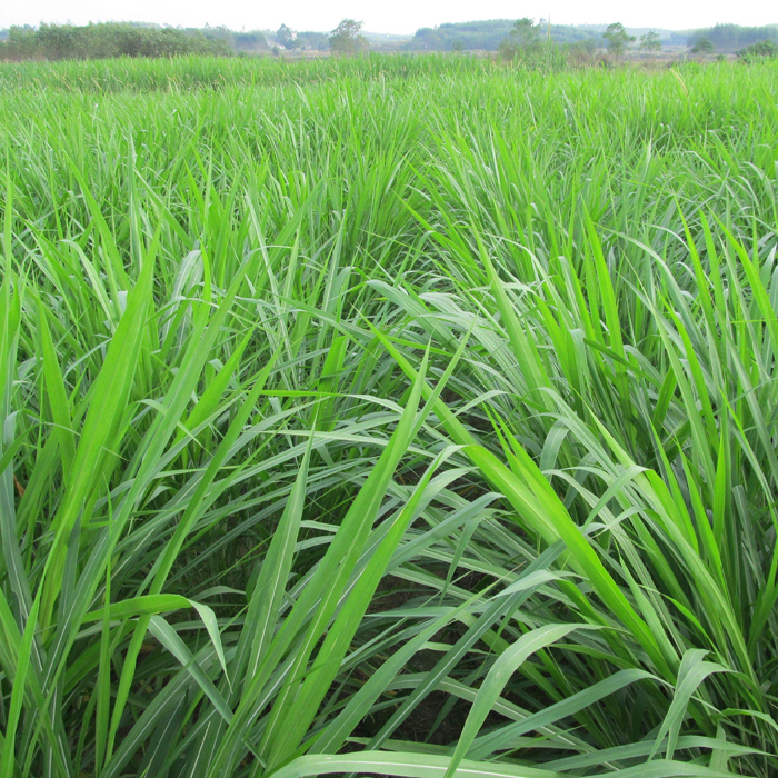 黑麦草草坪