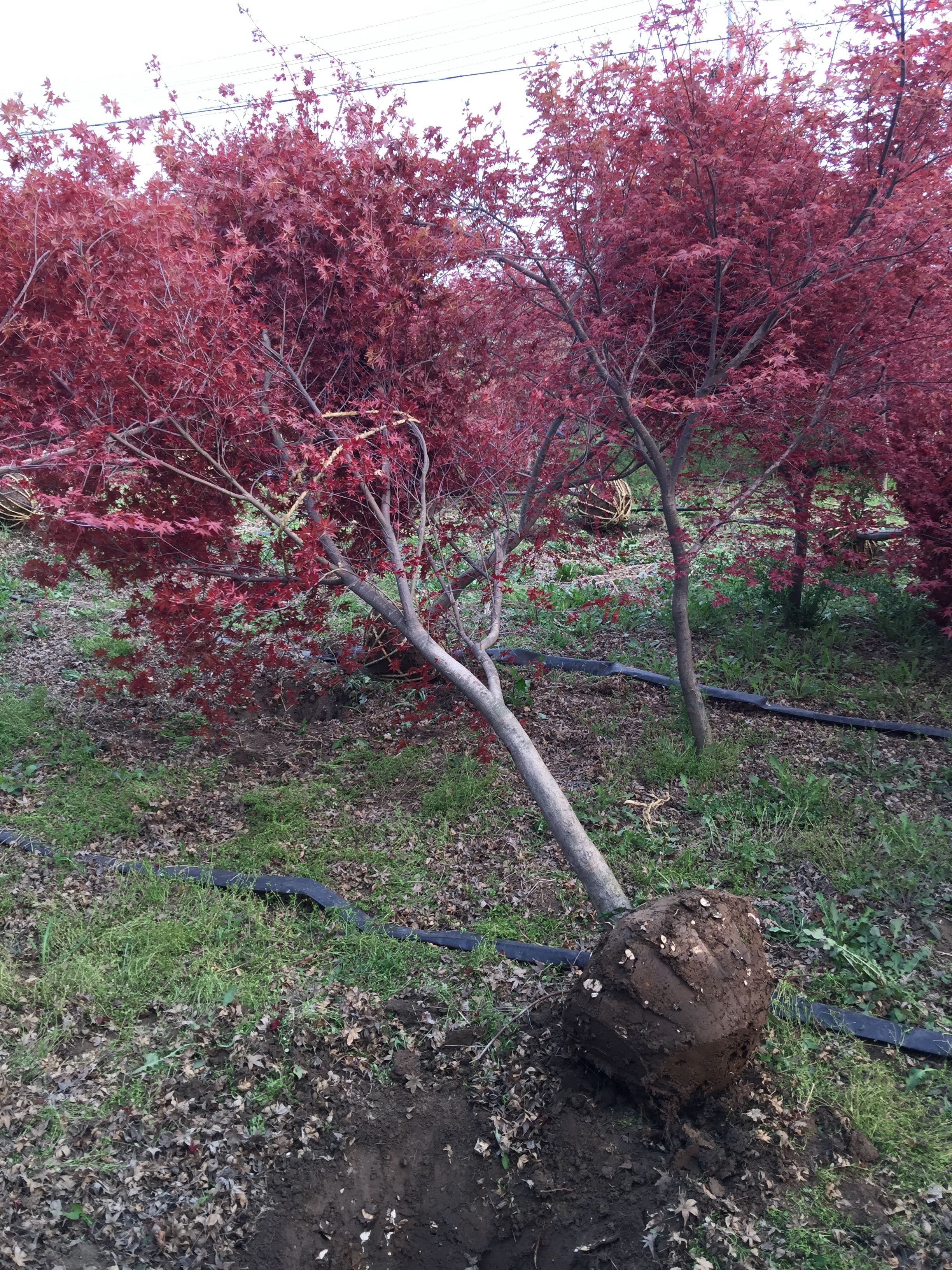 日本红枫树姿优美,春夏季新叶吐红,叶色鲜艳美丽,老叶则有返青表现
