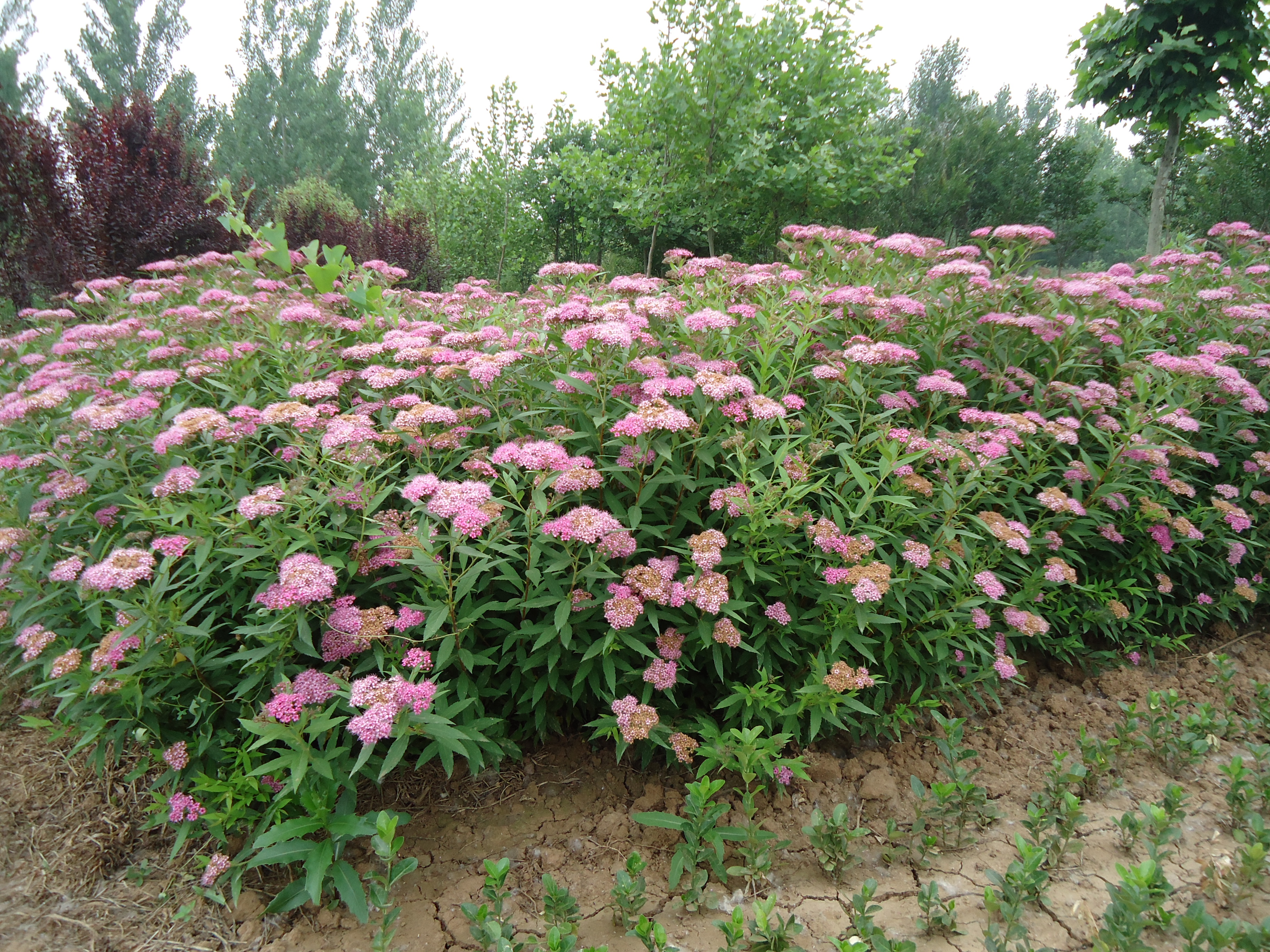 红花绣线菊