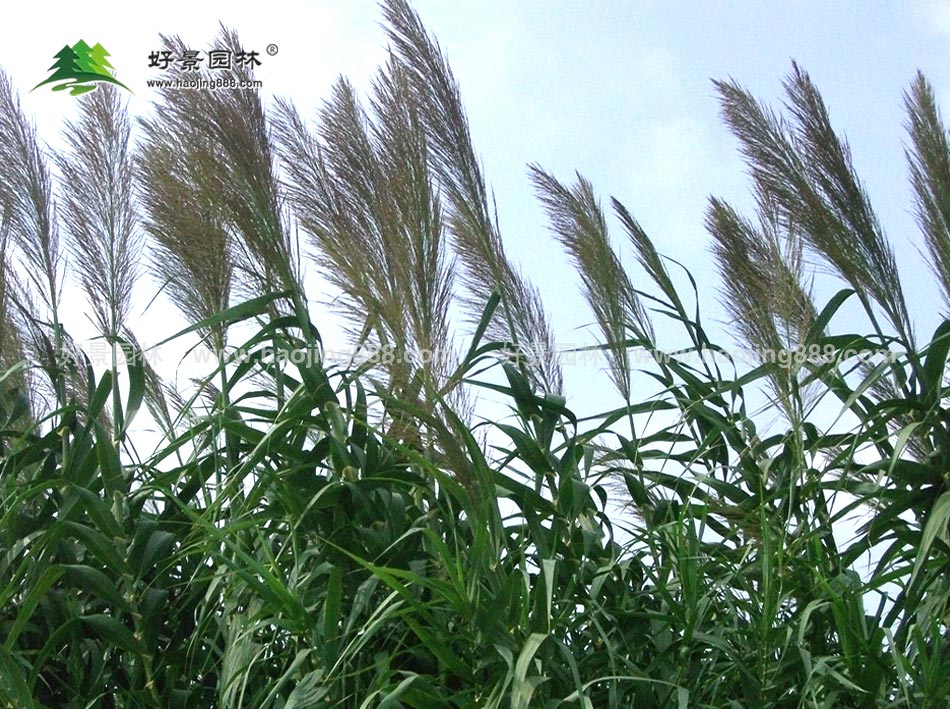 芦苇 (1)