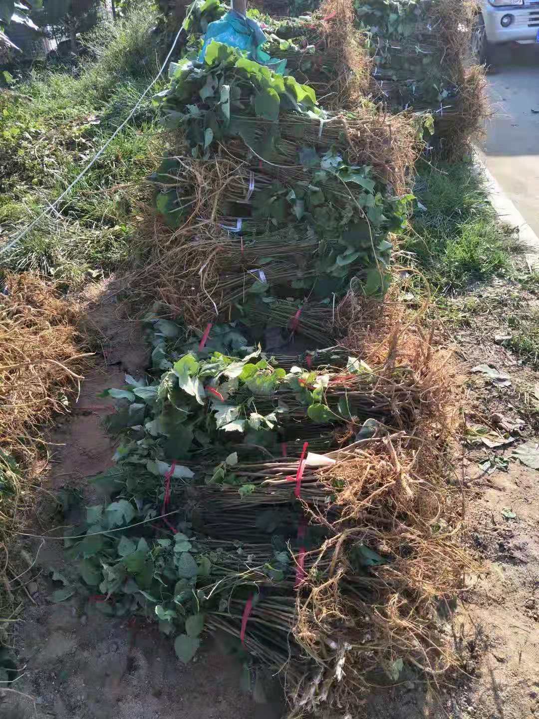 构树-中药学-医学