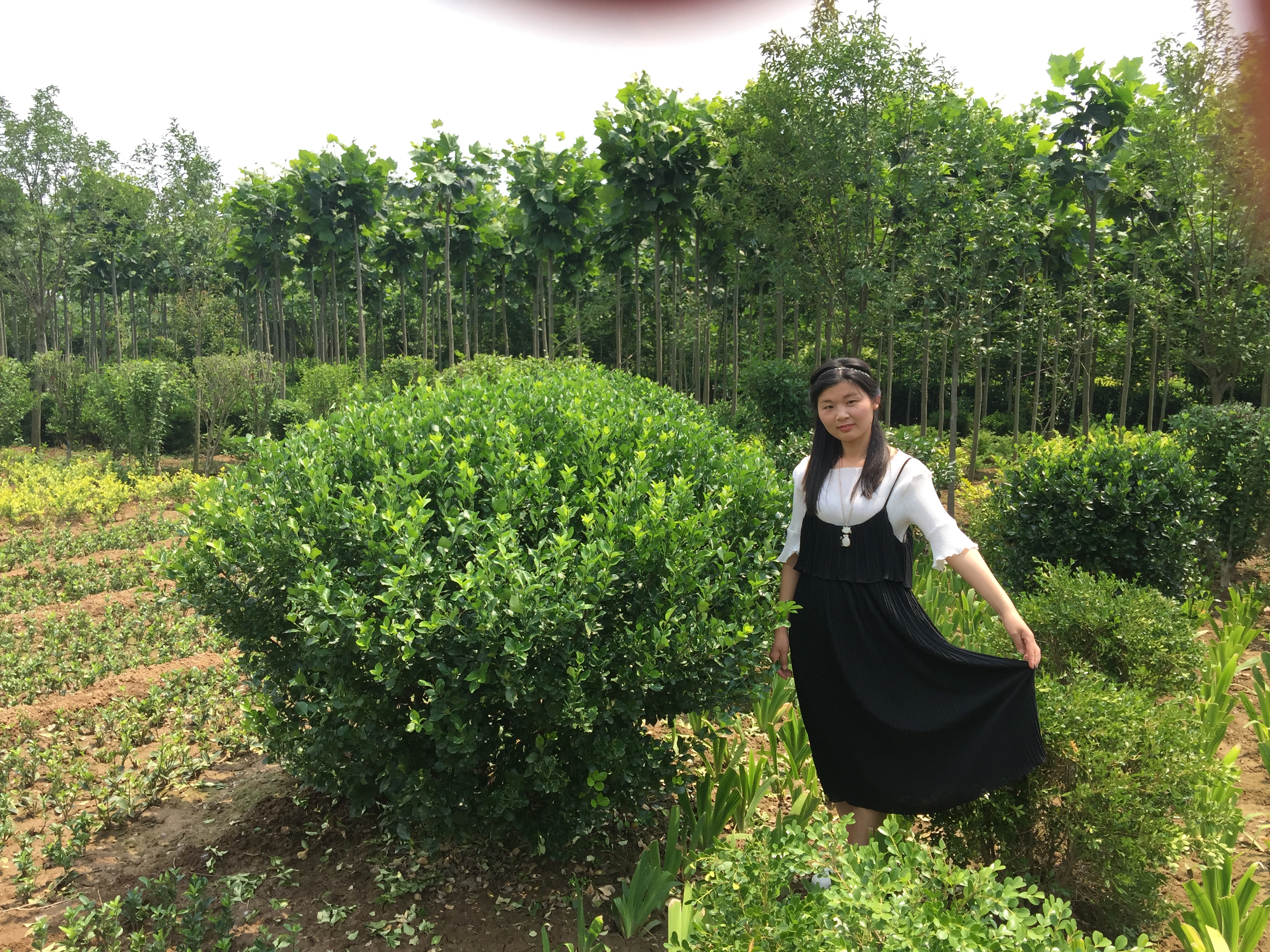 卫矛球