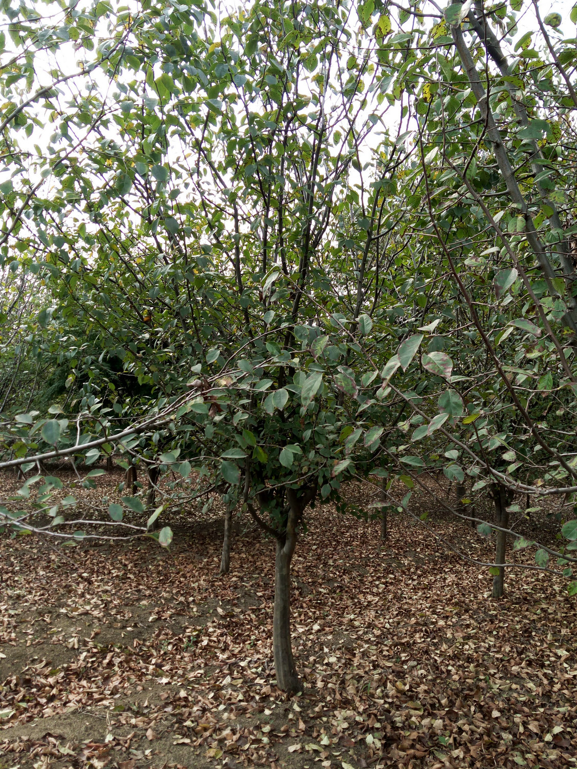 木瓜