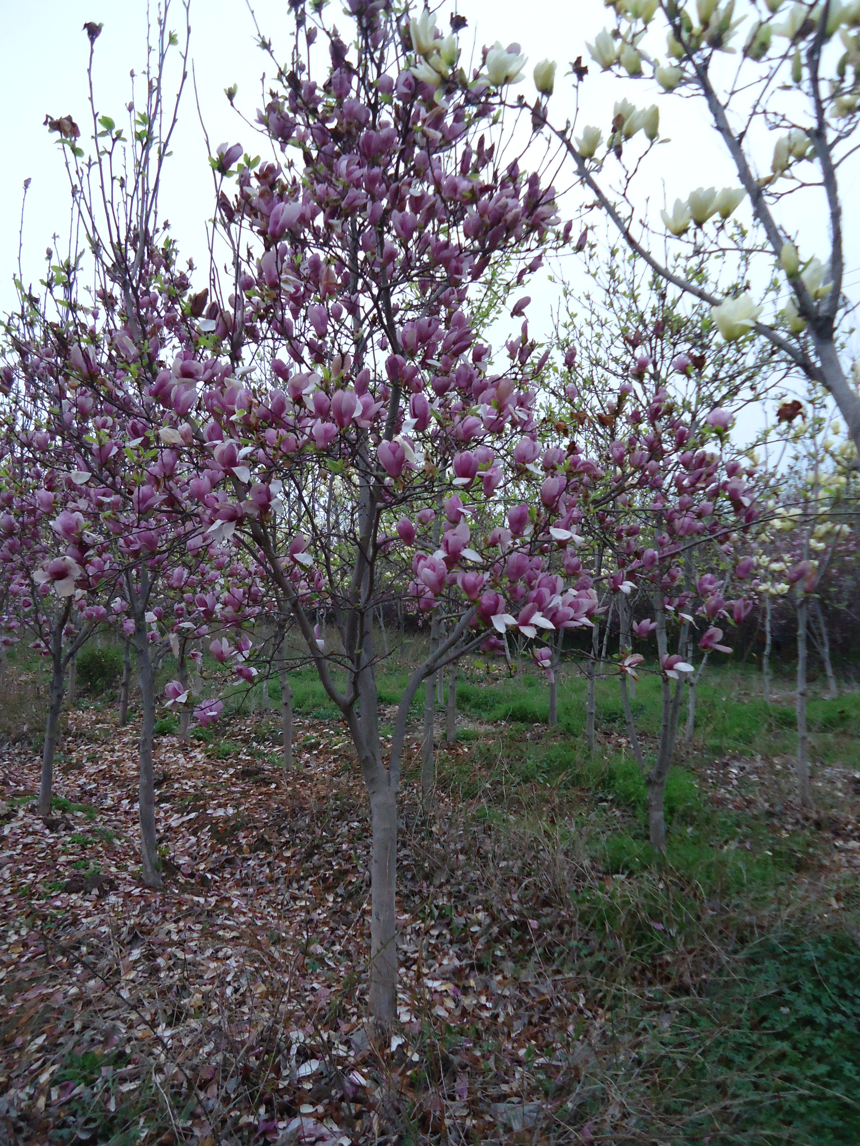 紫玉兰属落叶灌木,高达3米,常丛生,树皮灰褐色,小枝绿紫色或淡褐紫色.
