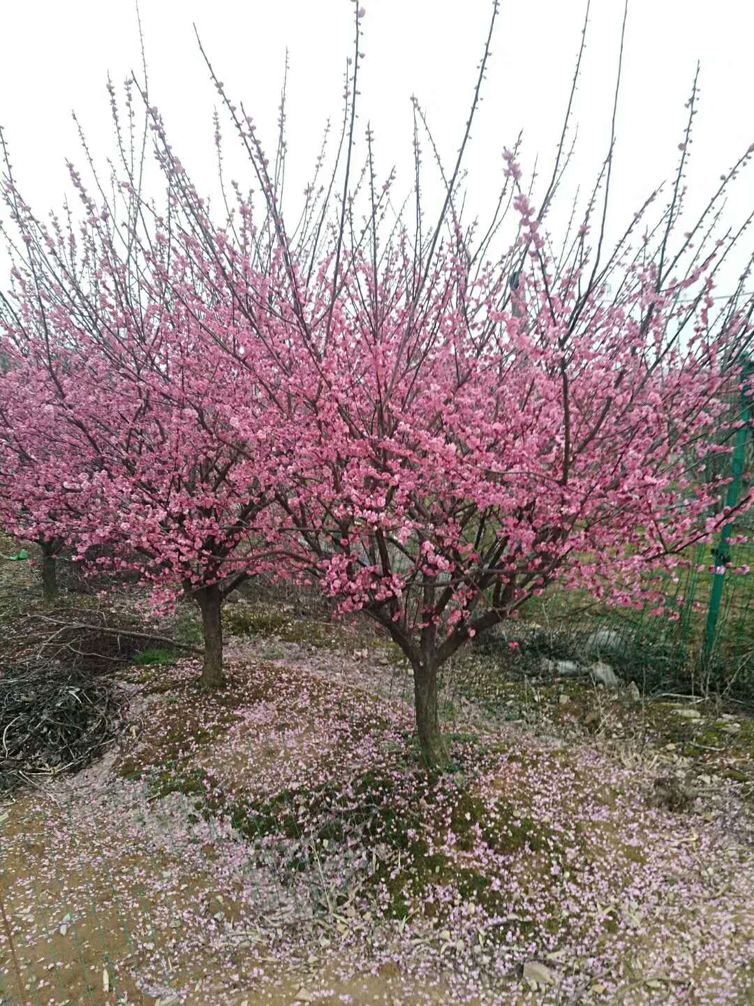 红梅与榆叶梅的区别之处-苗木知道-河北百盛苗木