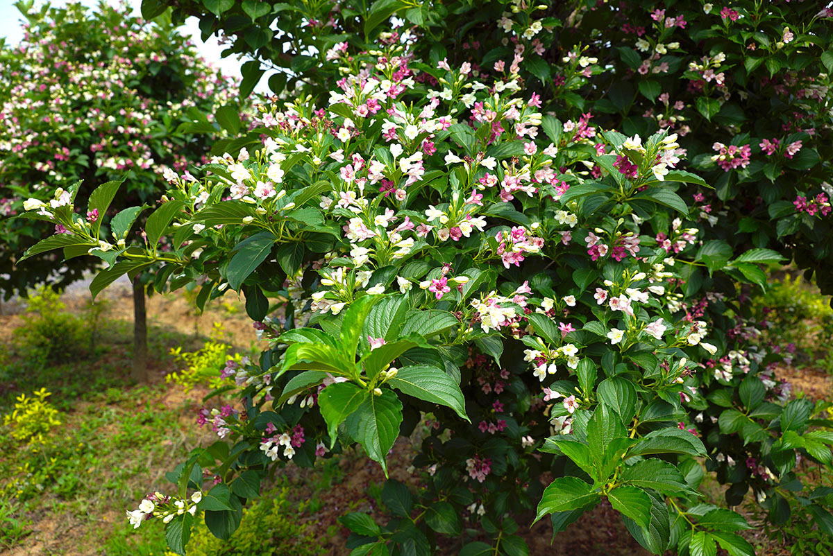 锦带花