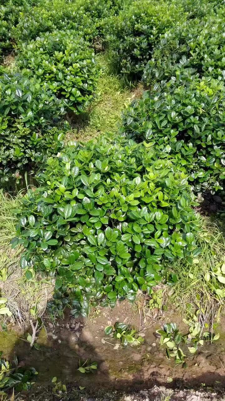 无刺枸骨球