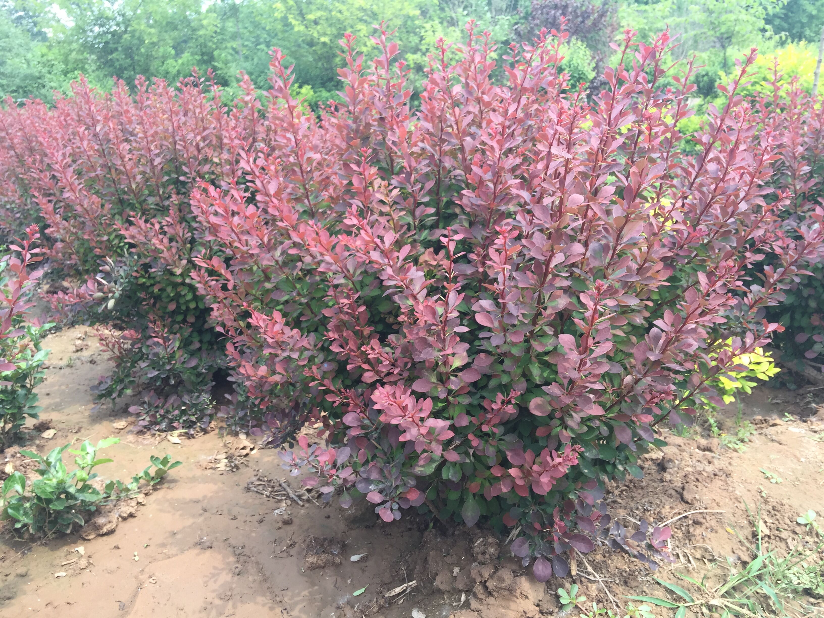 全网最简单的小波系数等值线图和小波方差图绘制小白教学（手把手教学，包教包会） - 哔哩哔哩