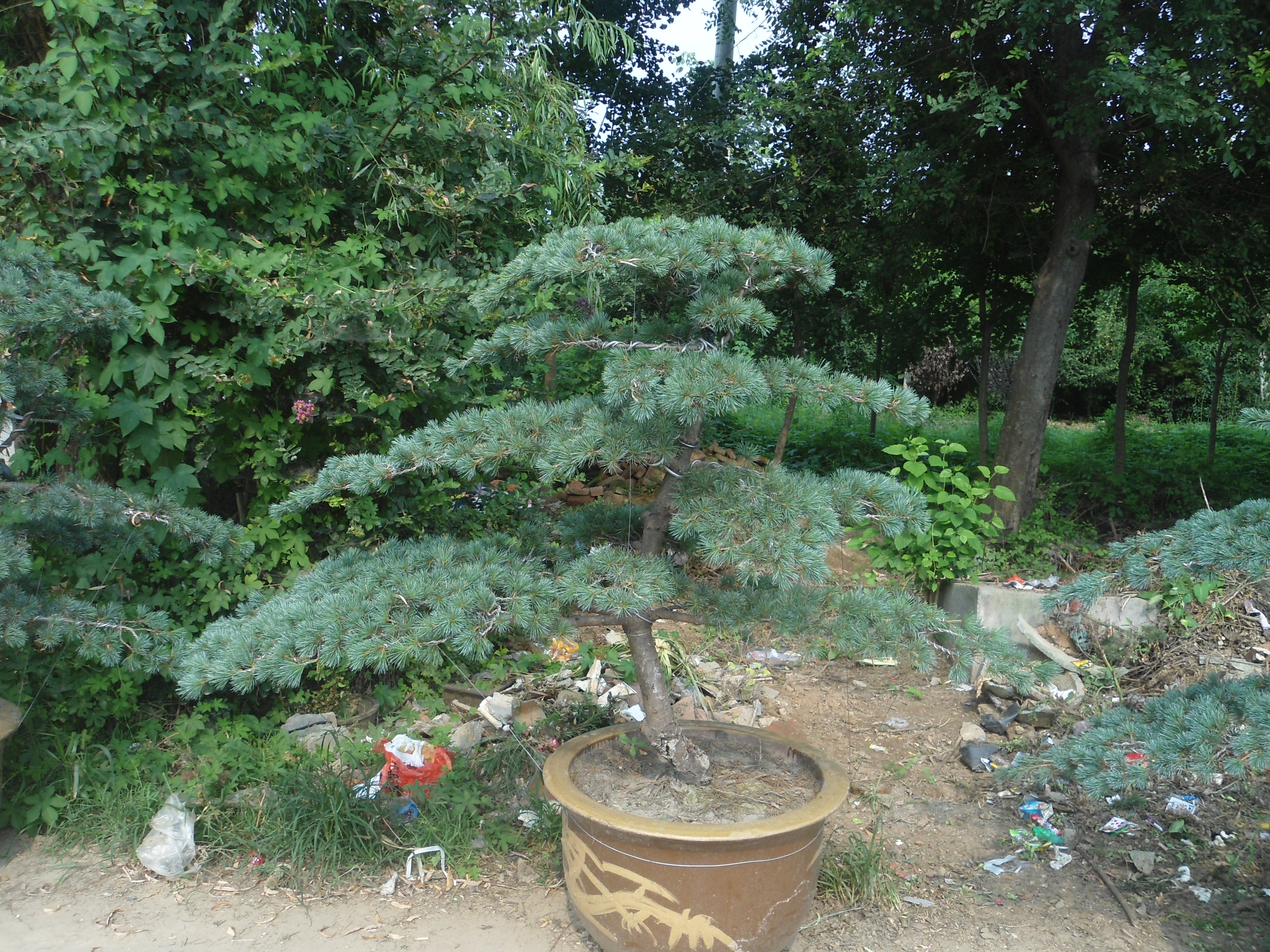 华南五针松_广东五针松_华南五针松价格_植物库-园林网