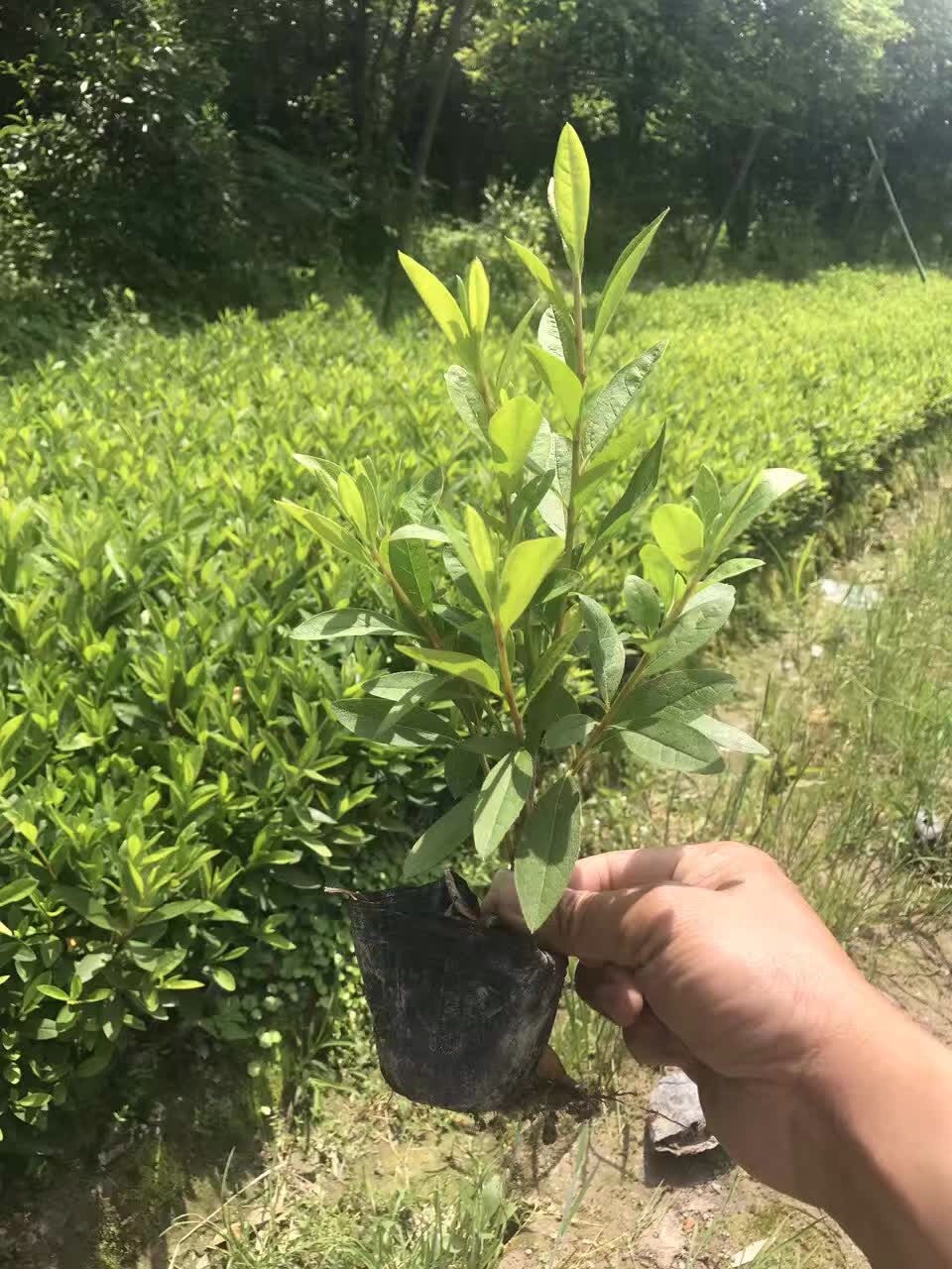 毛娟大杯小杯苗 (8)