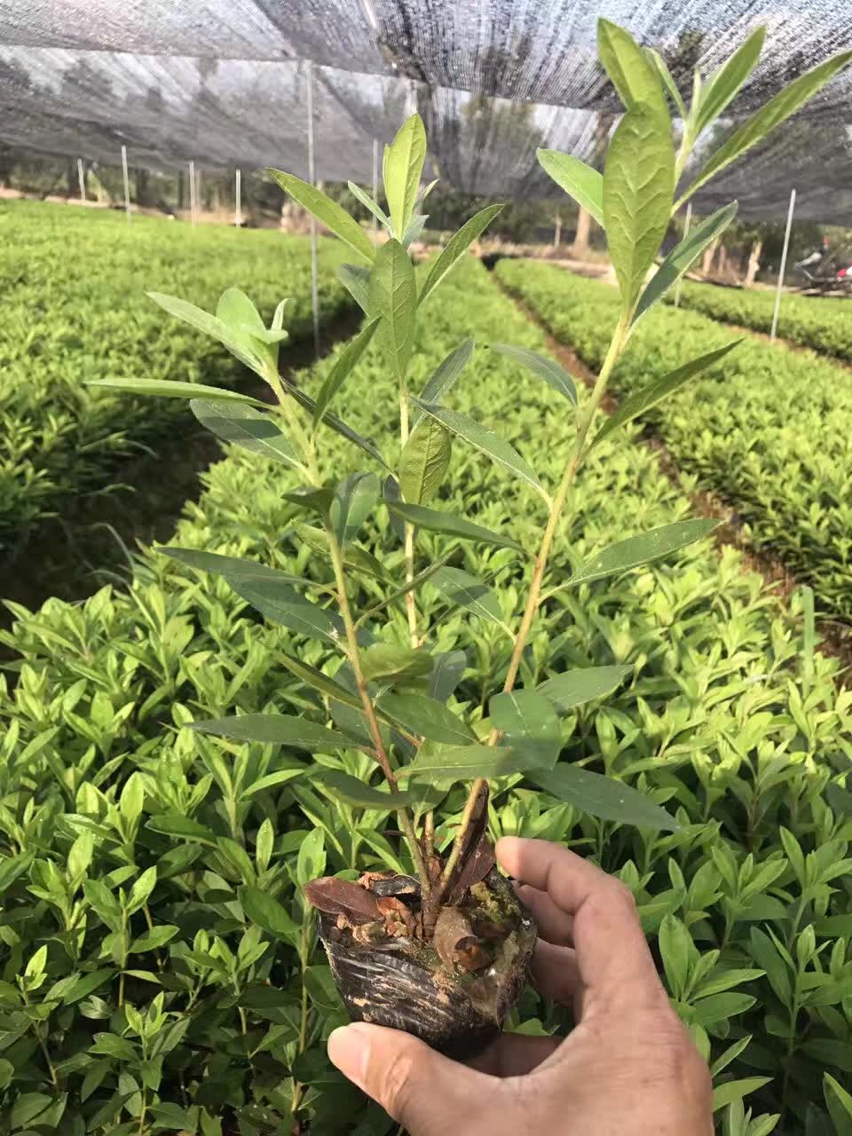 毛娟小杯苗 (1)
