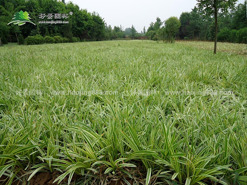 金边麦冬