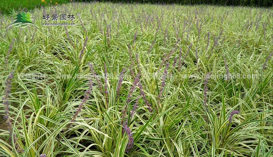 金边麦冬 