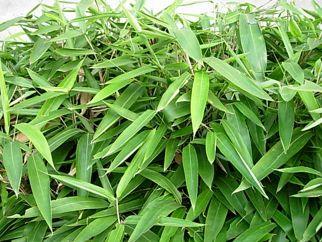箬竹