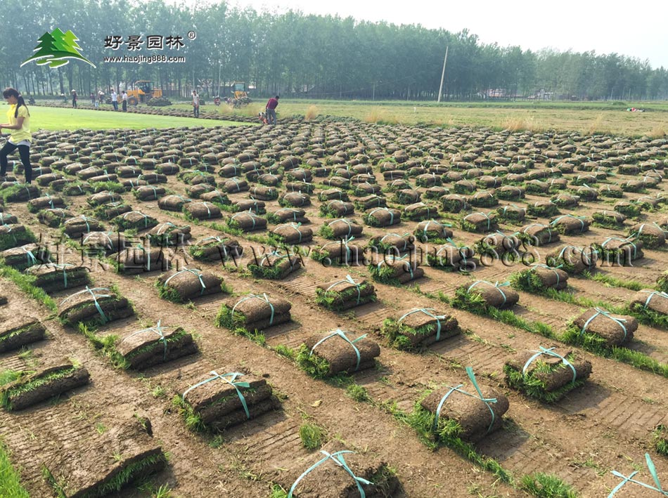 黑麦草草