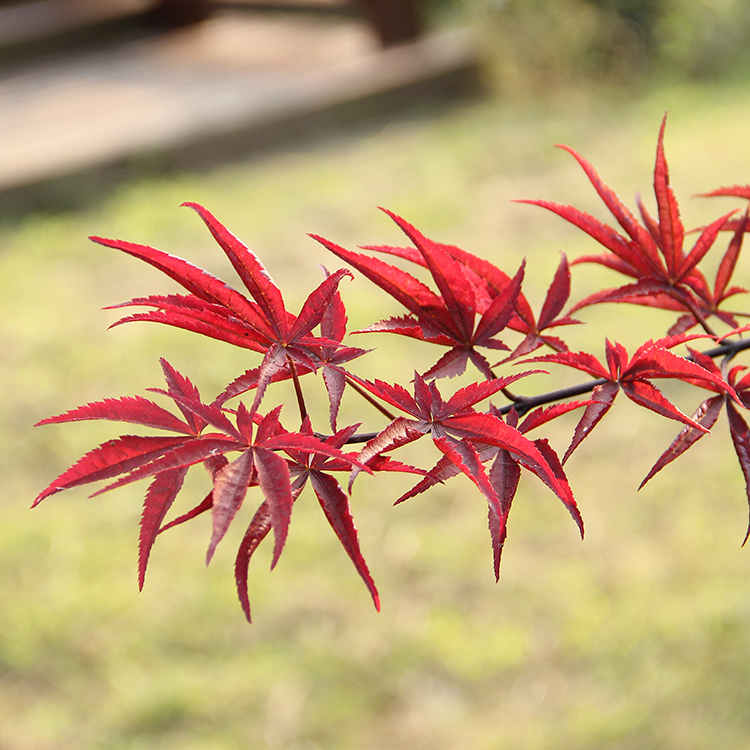 日本红枫 