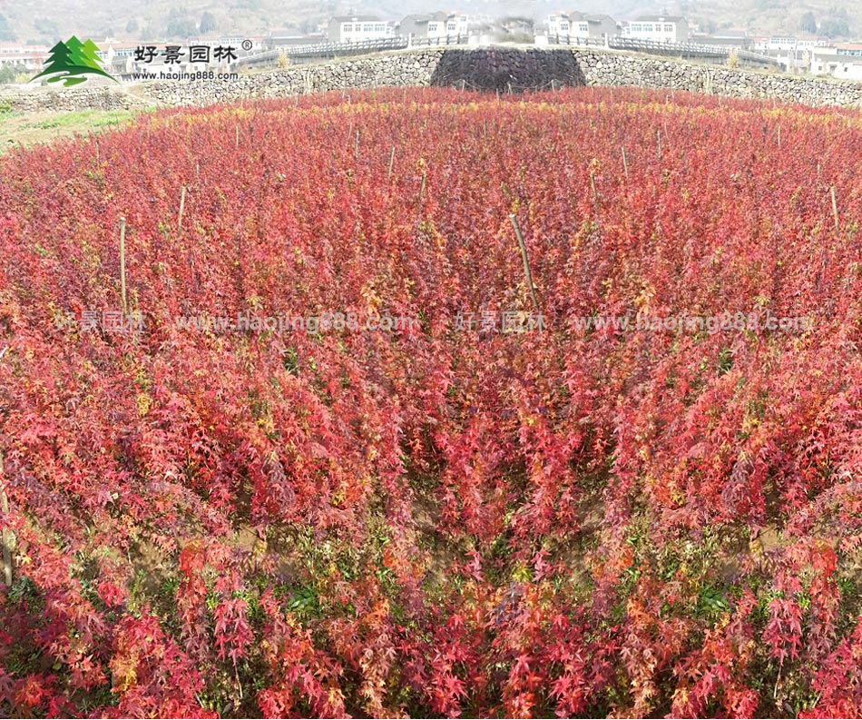 青枫