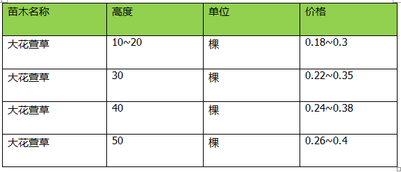 大花萱草