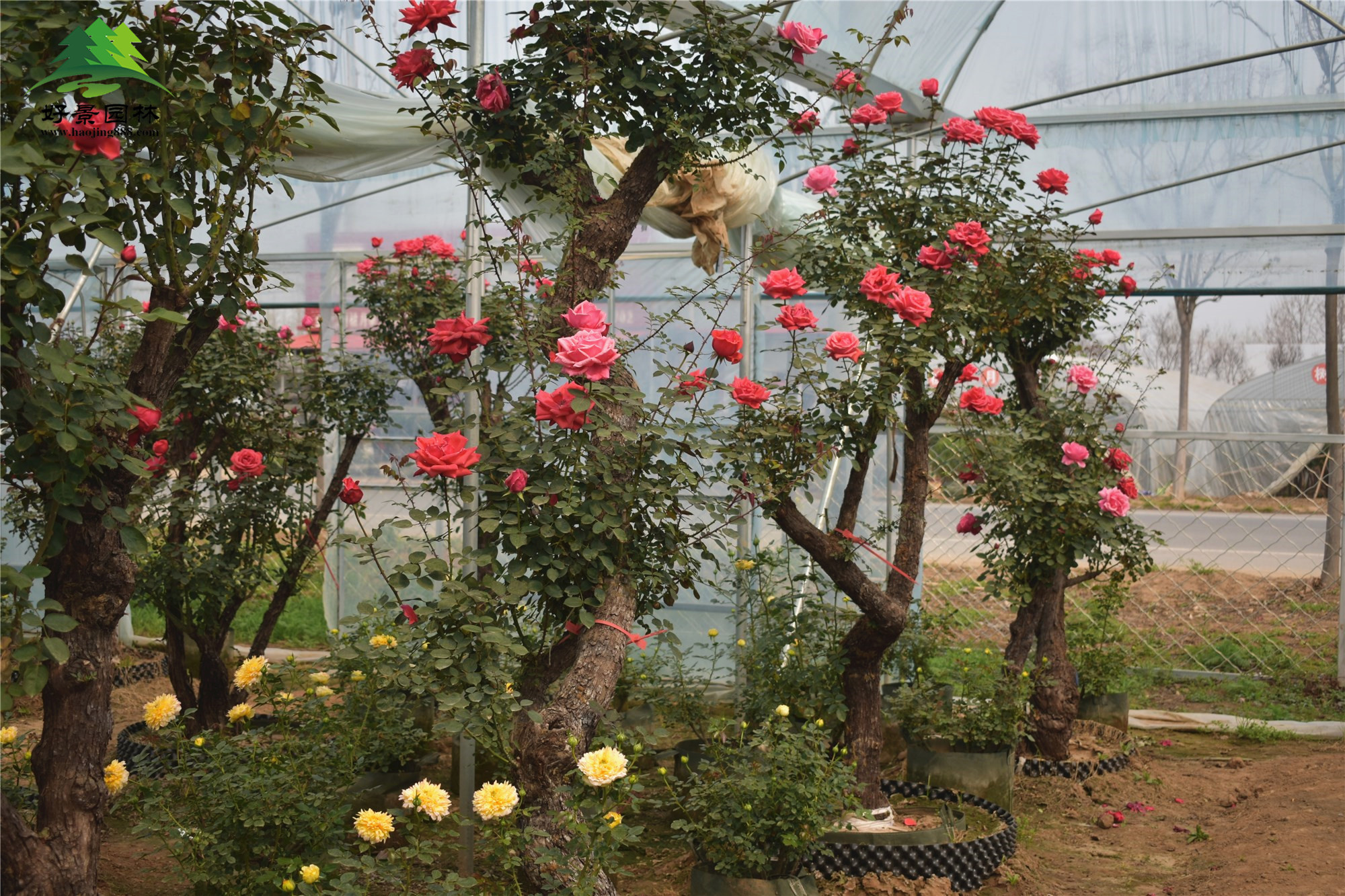 月季花