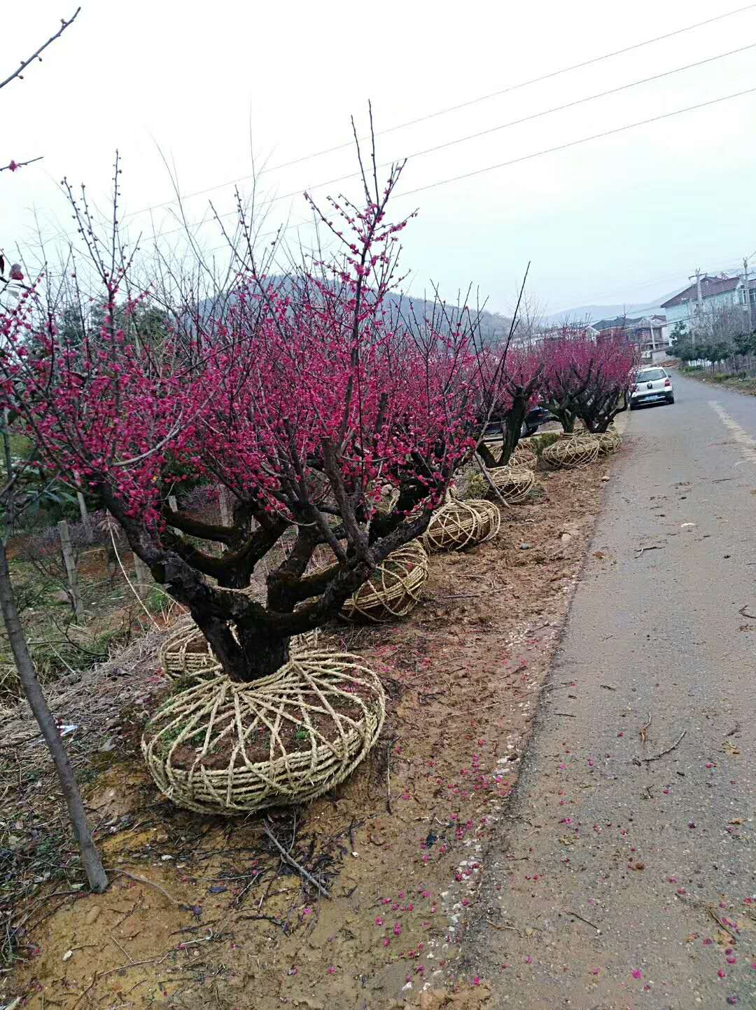 梅花