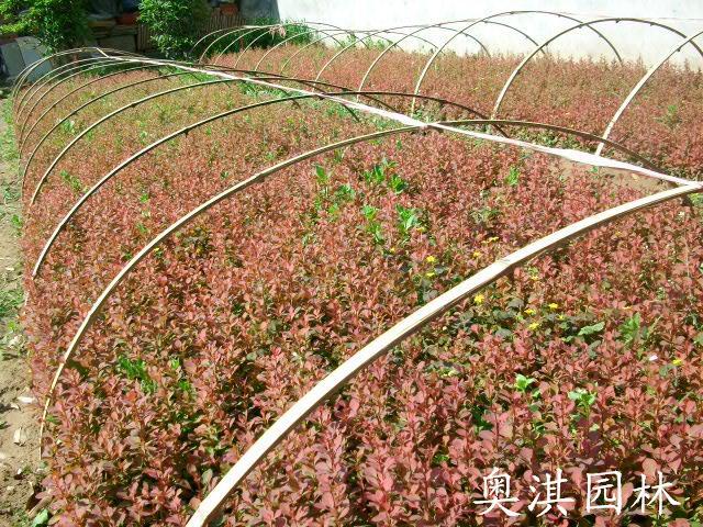 红叶小波苗2..