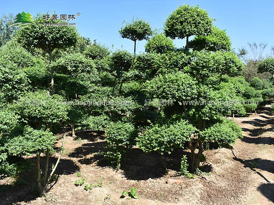 小叶女贞造型树 