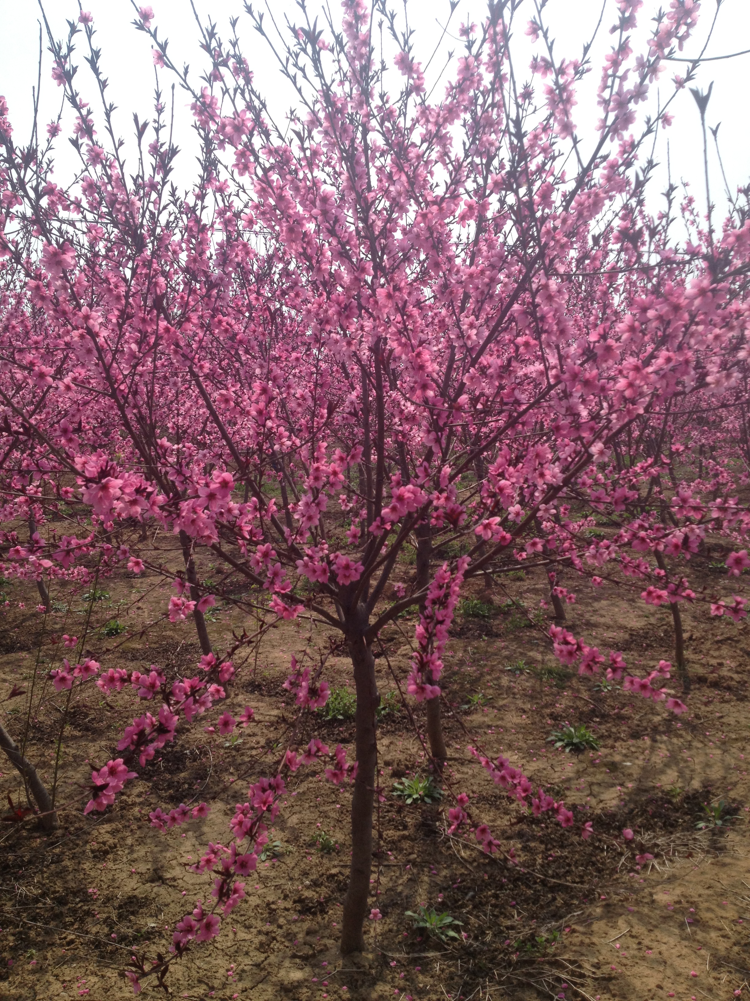 盛开的桃树花林图片素材-编号25559084-图行天下