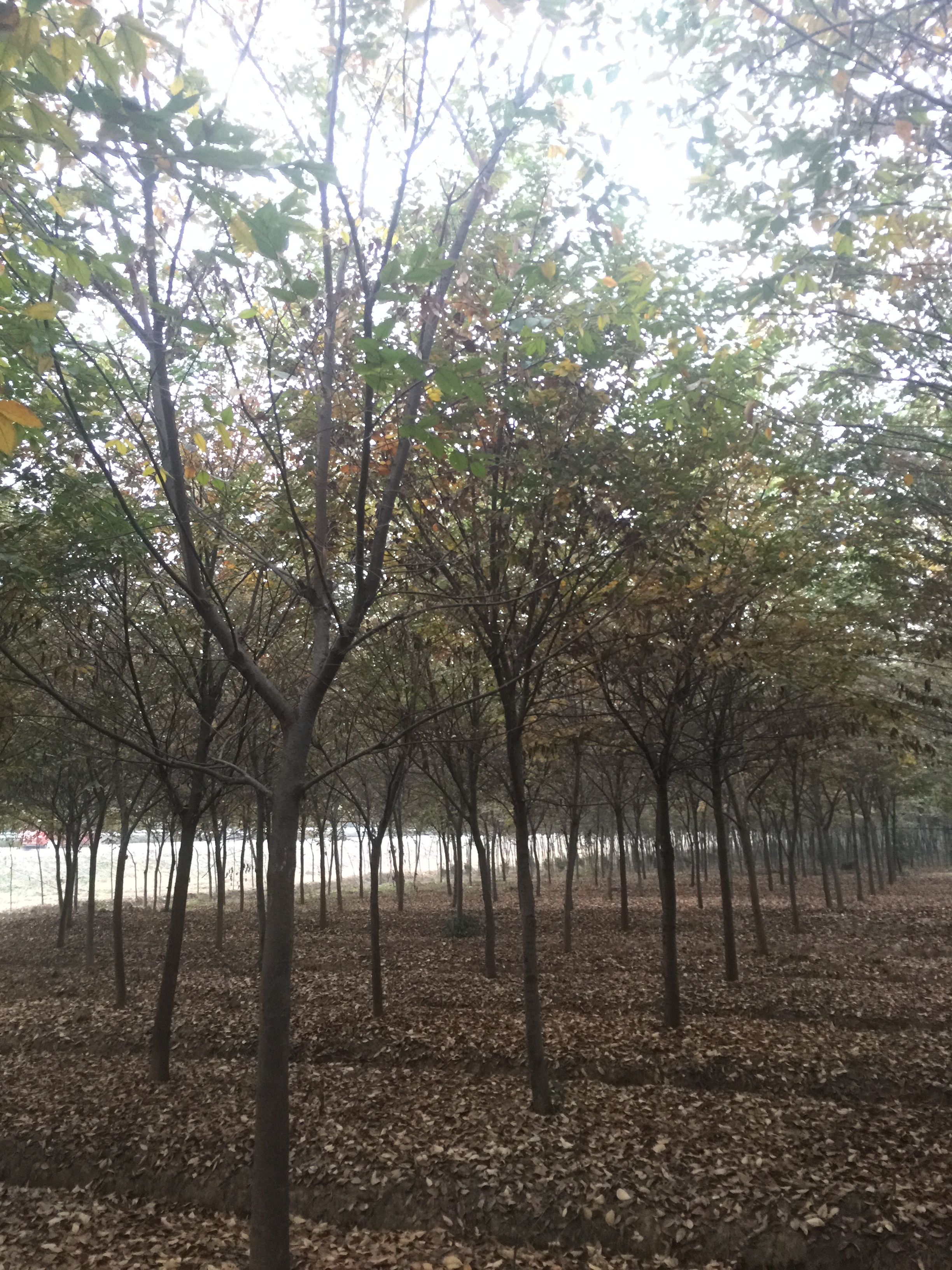 红榉树
