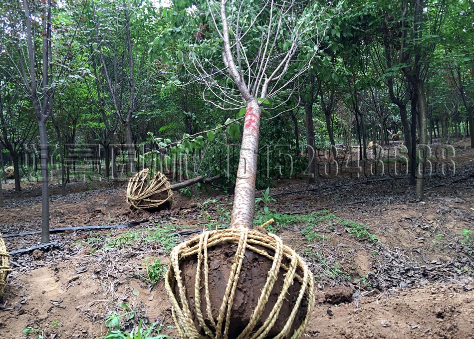 日本樱花挖苗