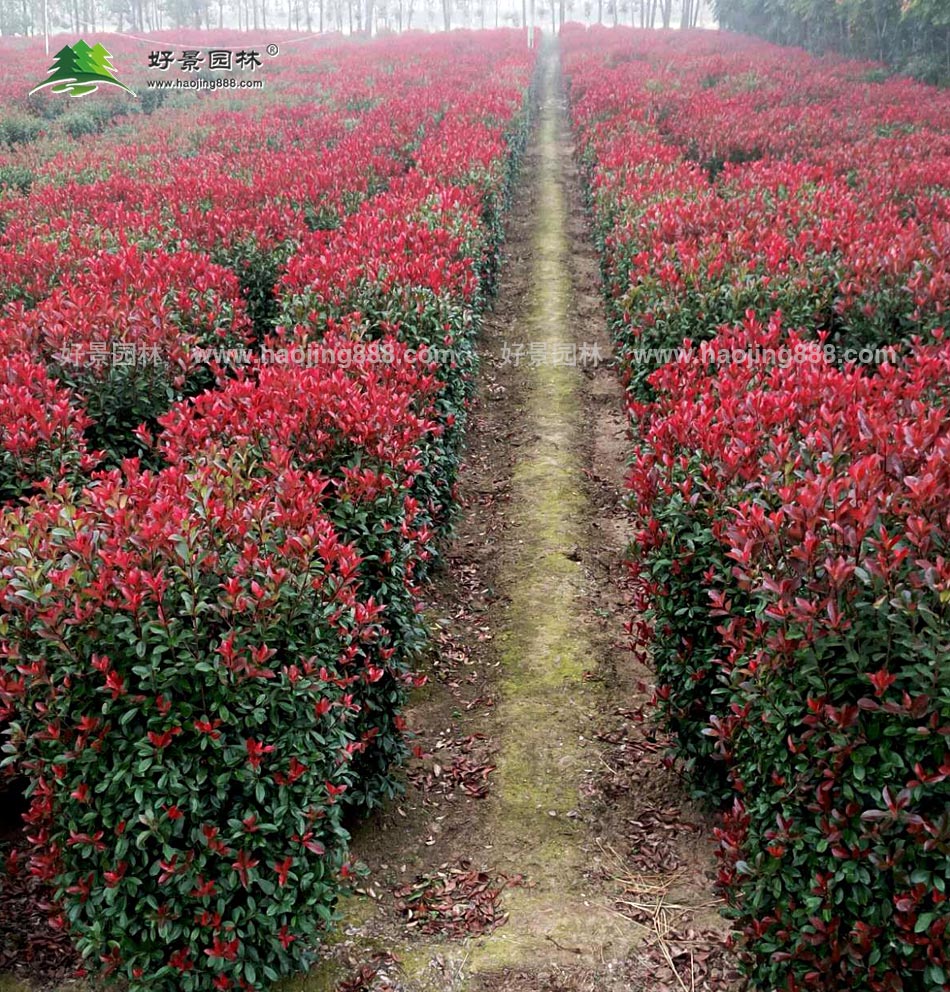 红叶石楠柱基地 (2)