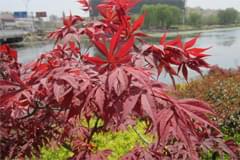 红枫