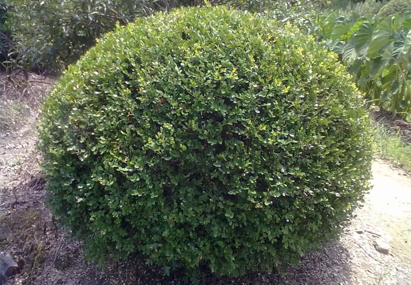 首页 好景产品中心 苗木类型 球形植物 造型球类 瓜子黄杨球