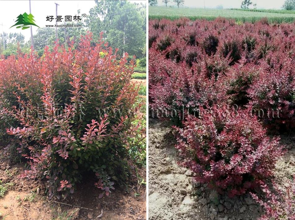 红叶小檗球 红叶小檗球
