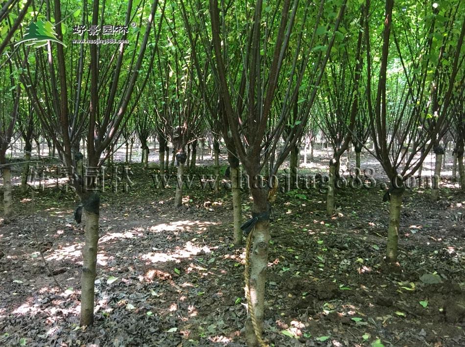榆叶梅 榆叶梅