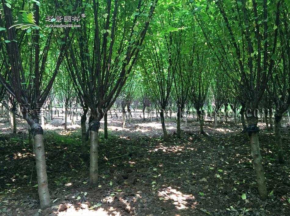 榆叶梅 (11)